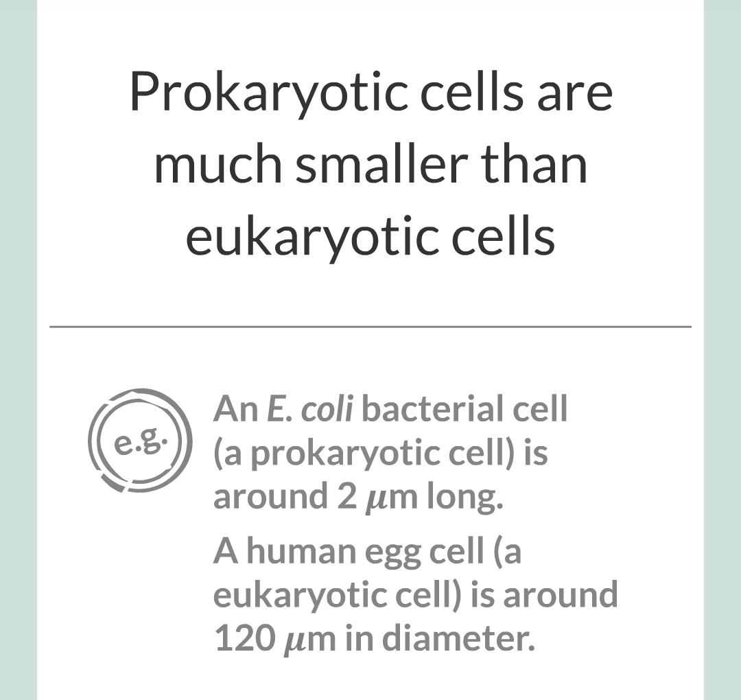 ../../../Biology/Biology Flashcards/0610 MC Questions from Key Cards/1 - Cell Biology/1 - Prokaryotic and Eukaryotic Cells/06.png