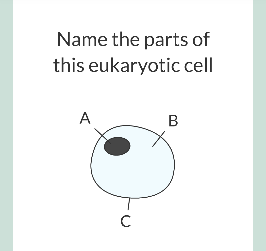 ../../../Biology/Biology Flashcards/0610 MC Questions from Key Cards/1 - Cell Biology/1 - Prokaryotic and Eukaryotic Cells/07.png