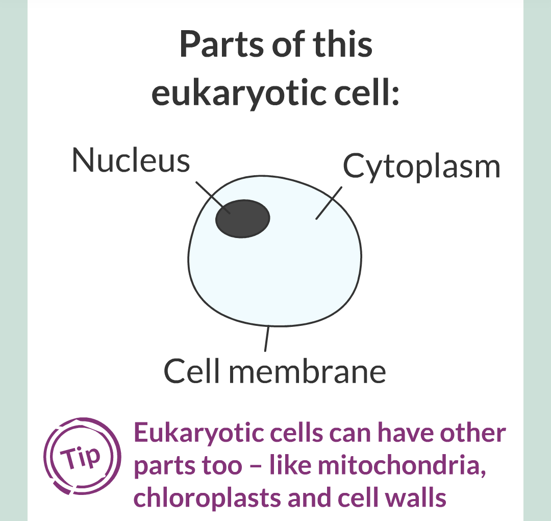 ../../../Biology/Biology Flashcards/0610 MC Questions from Key Cards/1 - Cell Biology/1 - Prokaryotic and Eukaryotic Cells/08.png