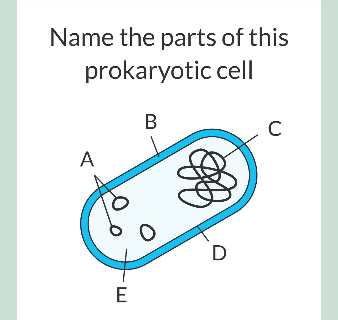 ../../../Biology/Biology Flashcards/0610 MC Questions from Key Cards/1 - Cell Biology/1 - Prokaryotic and Eukaryotic Cells/09.png