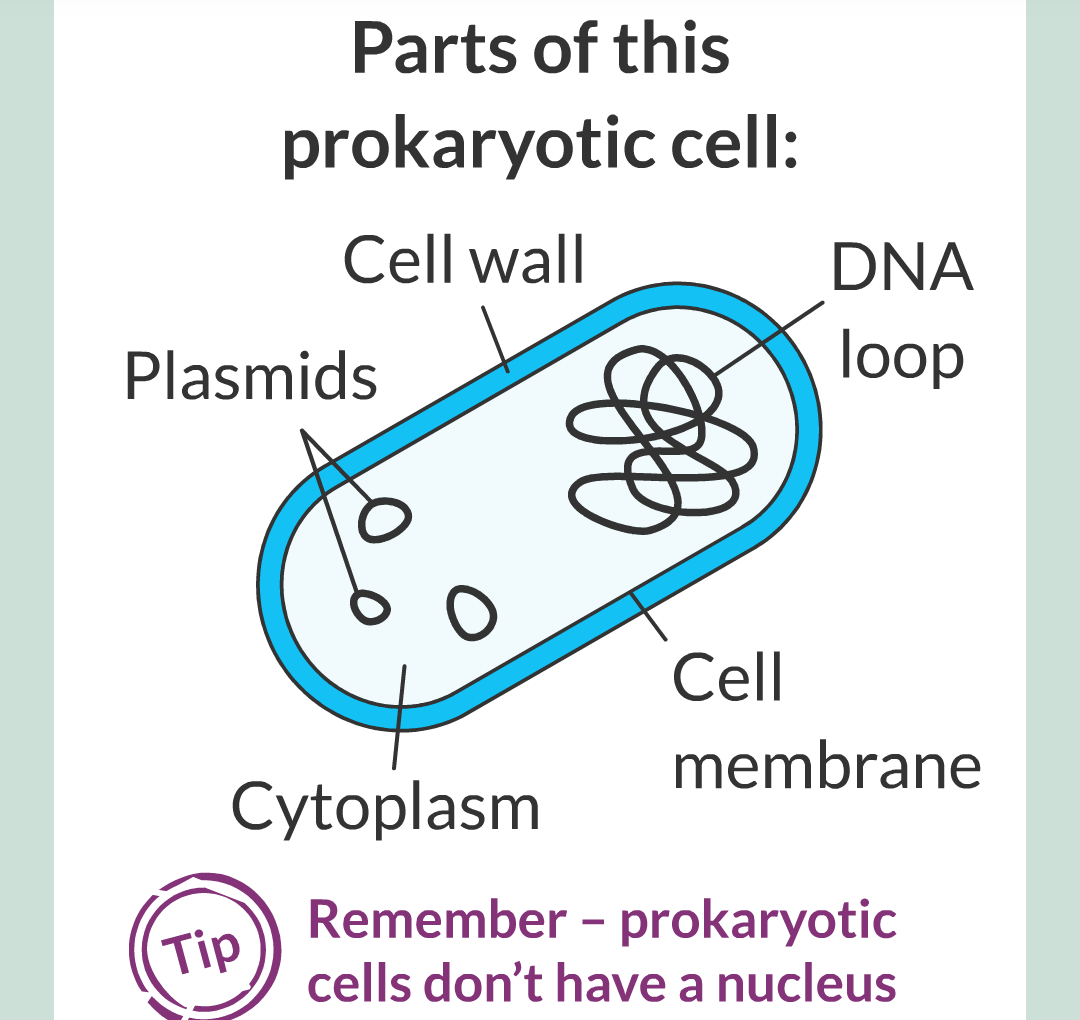 ../../../Biology/Biology Flashcards/0610 MC Questions from Key Cards/1 - Cell Biology/1 - Prokaryotic and Eukaryotic Cells/10.png