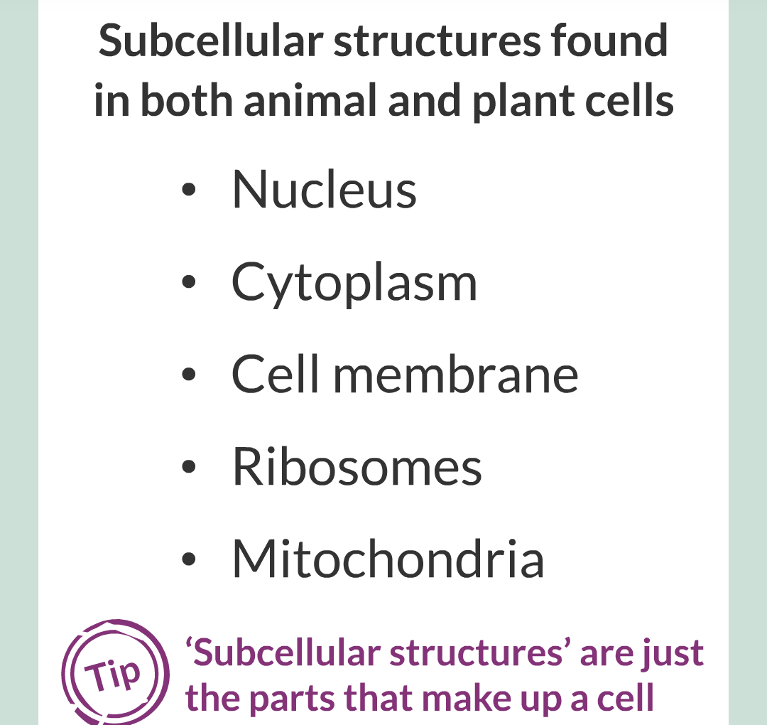 ../../../Biology/Biology Flashcards/0610 MC Questions from Key Cards/1 - Cell Biology/2 - Cell Structures/02.png