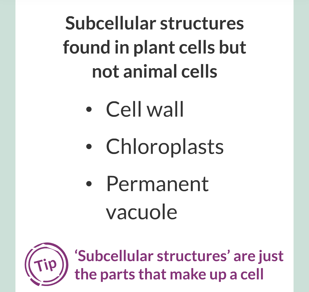 ../../../Biology/Biology Flashcards/0610 MC Questions from Key Cards/1 - Cell Biology/2 - Cell Structures/04.png
