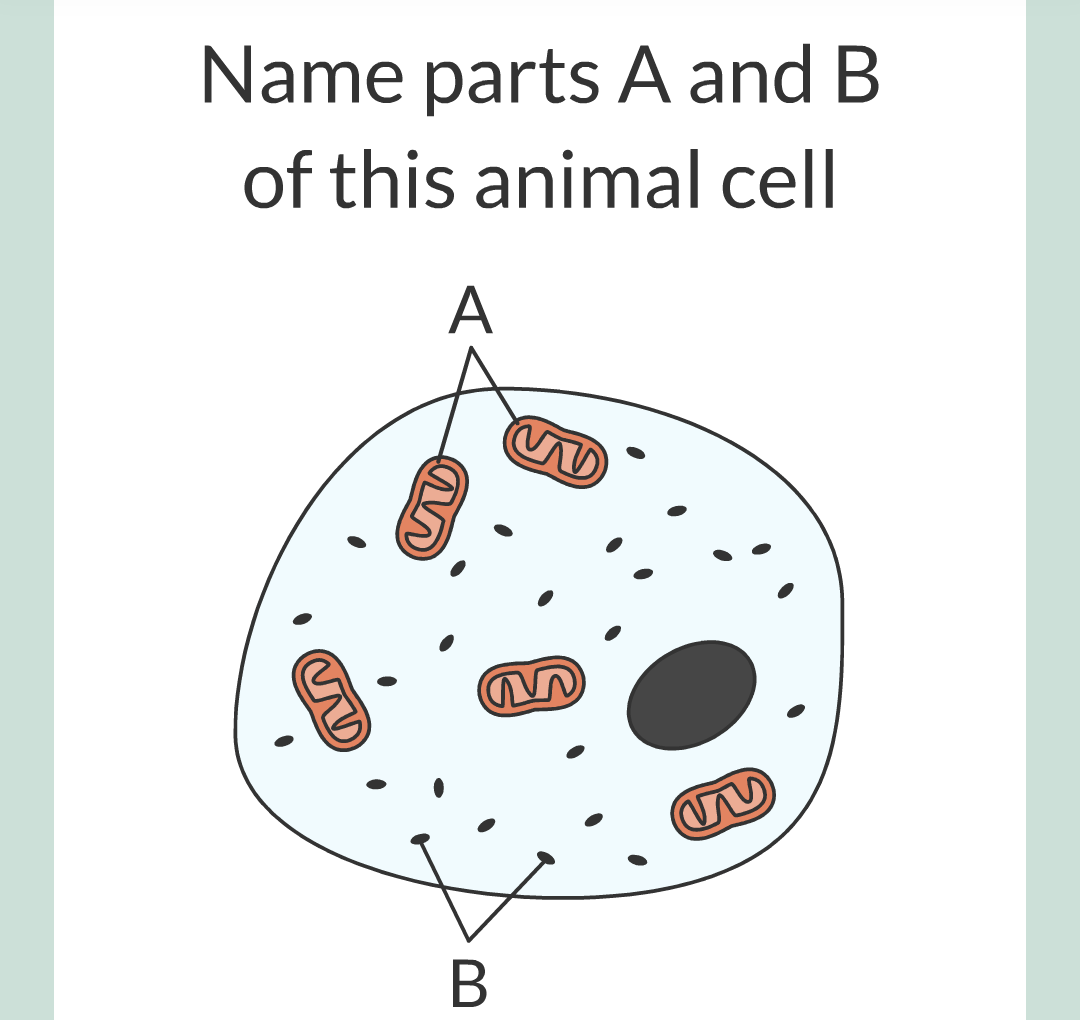 ../../../Biology/Biology Flashcards/0610 MC Questions from Key Cards/1 - Cell Biology/2 - Cell Structures/05.png