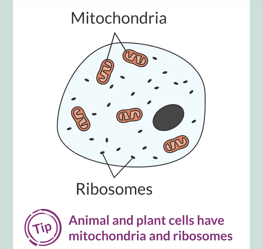 ../../../Biology/Biology Flashcards/0610 MC Questions from Key Cards/1 - Cell Biology/2 - Cell Structures/06.png