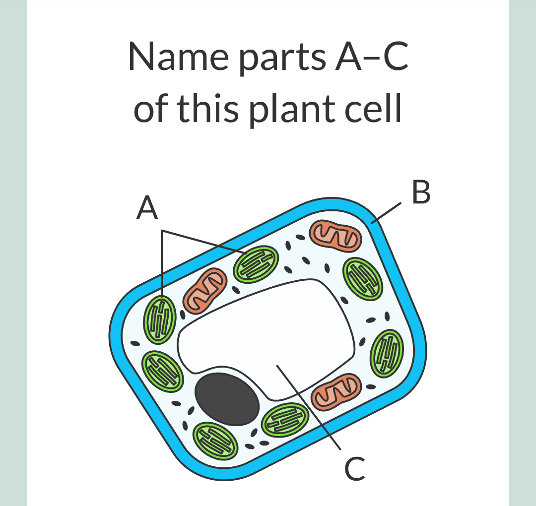 ../../../Biology/Biology Flashcards/0610 MC Questions from Key Cards/1 - Cell Biology/2 - Cell Structures/07.png
