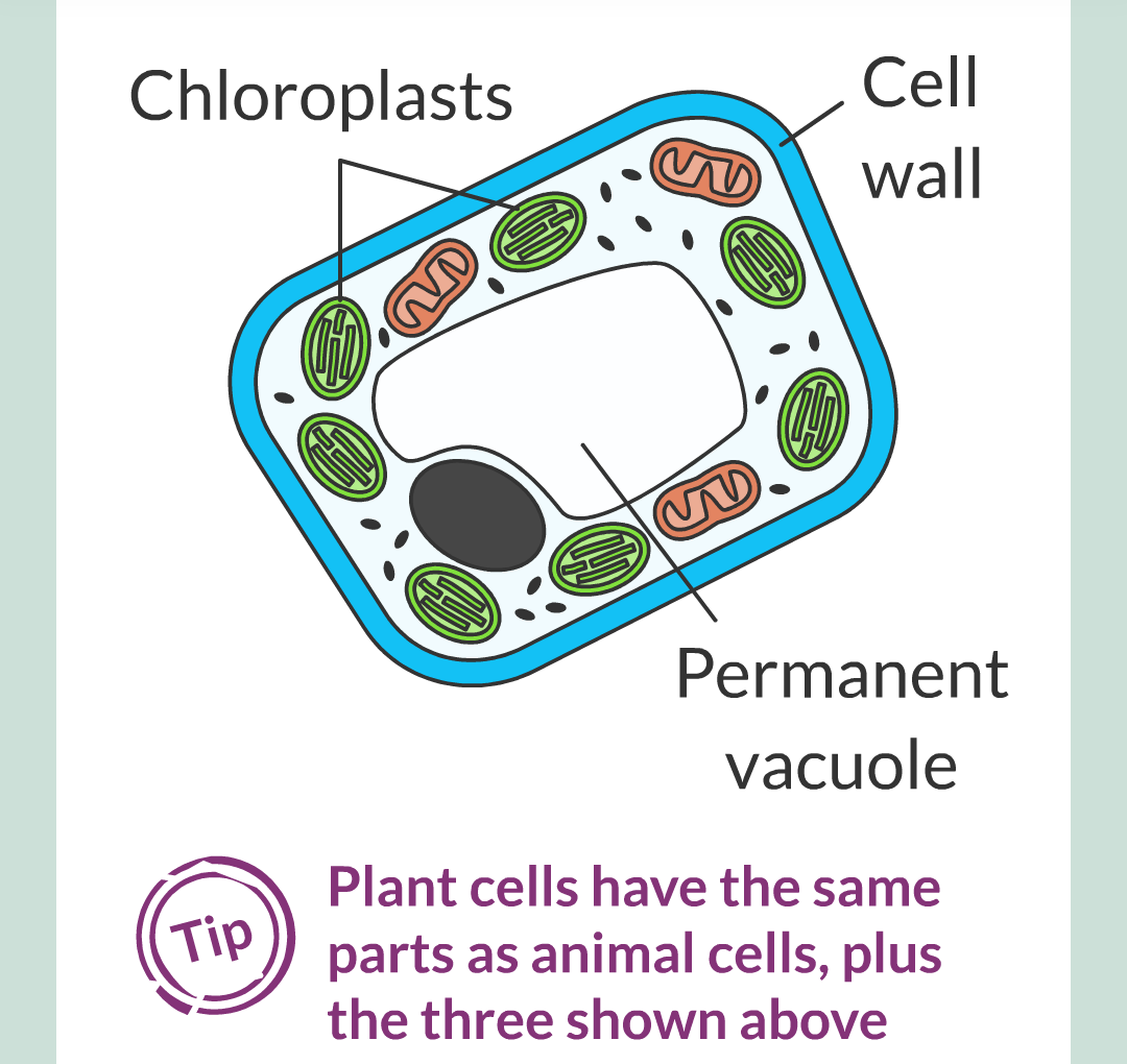 ../../../Biology/Biology Flashcards/0610 MC Questions from Key Cards/1 - Cell Biology/2 - Cell Structures/08.png