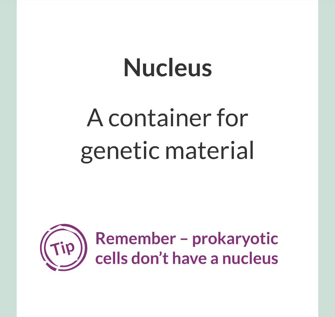 ../../../Biology/Biology Flashcards/0610 MC Questions from Key Cards/1 - Cell Biology/2 - Cell Structures/10.png