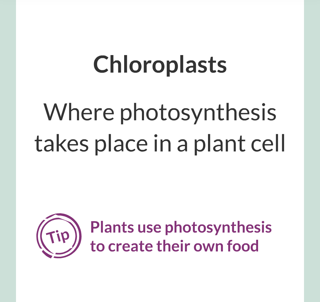 ../../../Biology/Biology Flashcards/0610 MC Questions from Key Cards/1 - Cell Biology/2 - Cell Structures/16.png