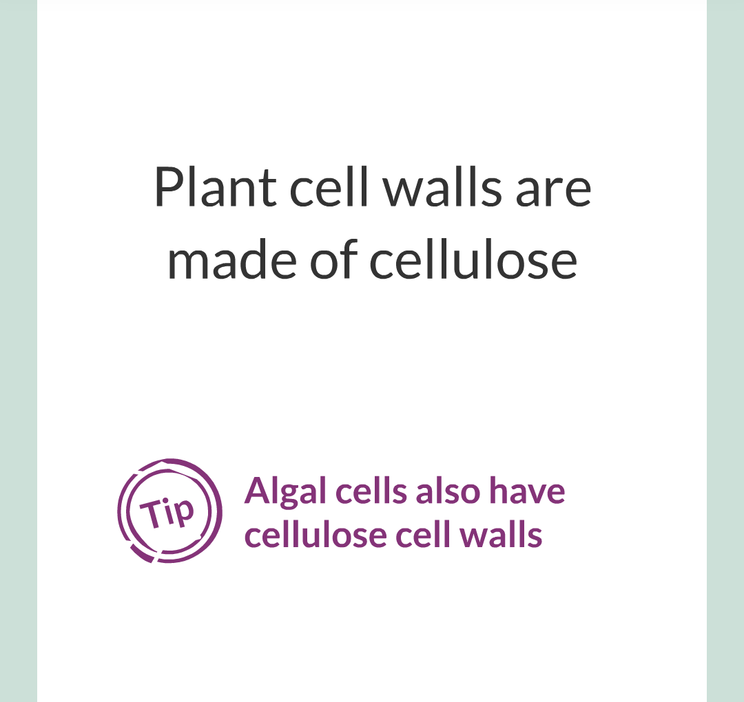 ../../../Biology/Biology Flashcards/0610 MC Questions from Key Cards/1 - Cell Biology/2 - Cell Structures/22.png