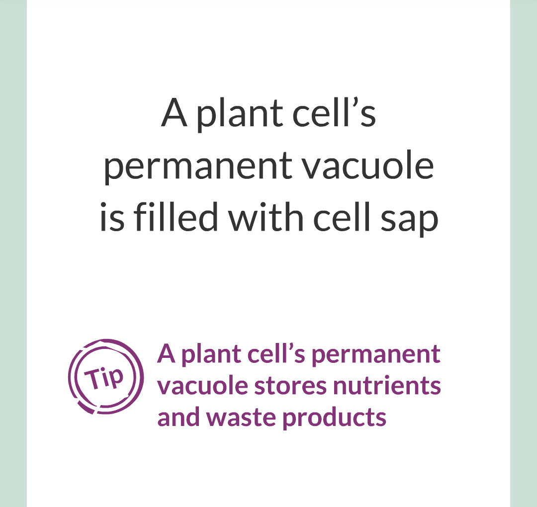../../../Biology/Biology Flashcards/0610 MC Questions from Key Cards/1 - Cell Biology/2 - Cell Structures/24.png