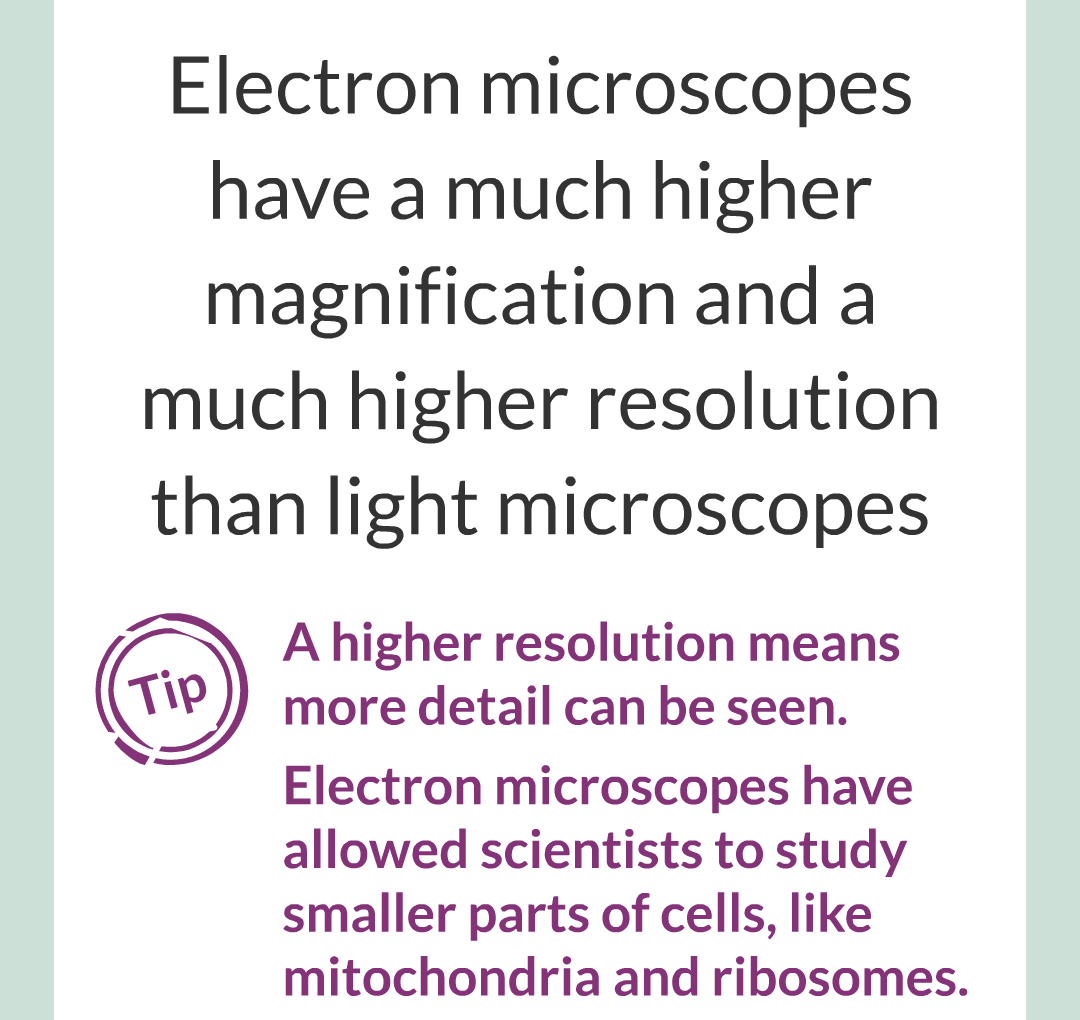 ../../../Biology/Biology Flashcards/0610 MC Questions from Key Cards/1 - Cell Biology/3 - Microscopy/02.png