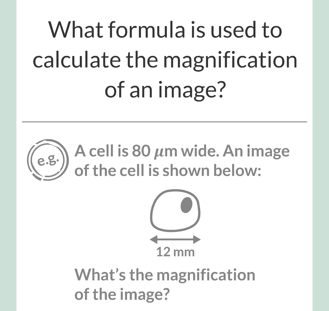 ../../../Biology/Biology Flashcards/0610 MC Questions from Key Cards/1 - Cell Biology/3 - Microscopy/03.png