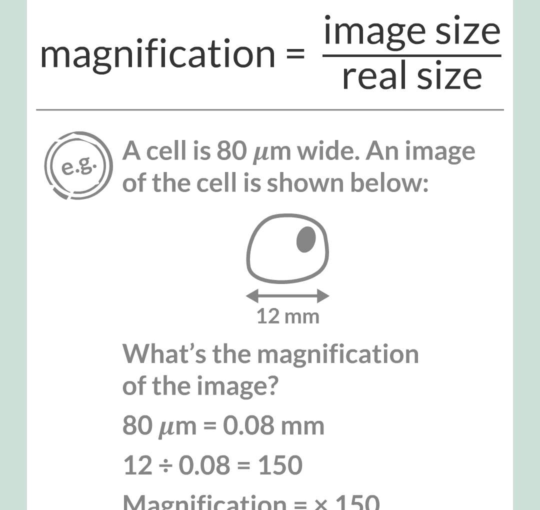 ../../../Biology/Biology Flashcards/0610 MC Questions from Key Cards/1 - Cell Biology/3 - Microscopy/04.png