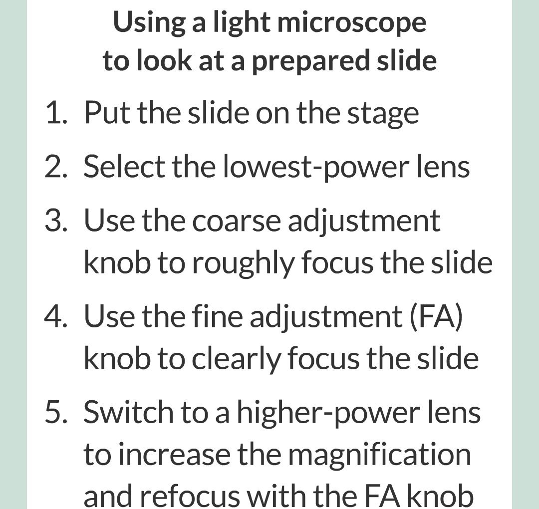 ../../../Biology/Biology Flashcards/0610 MC Questions from Key Cards/1 - Cell Biology/3 - Microscopy/06.png