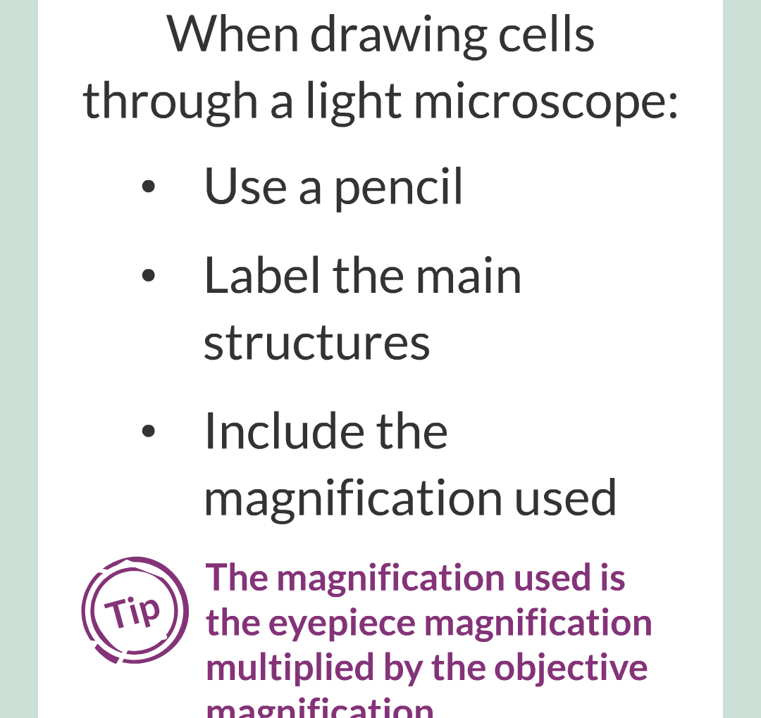 ../../../Biology/Biology Flashcards/0610 MC Questions from Key Cards/1 - Cell Biology/3 - Microscopy/08.png