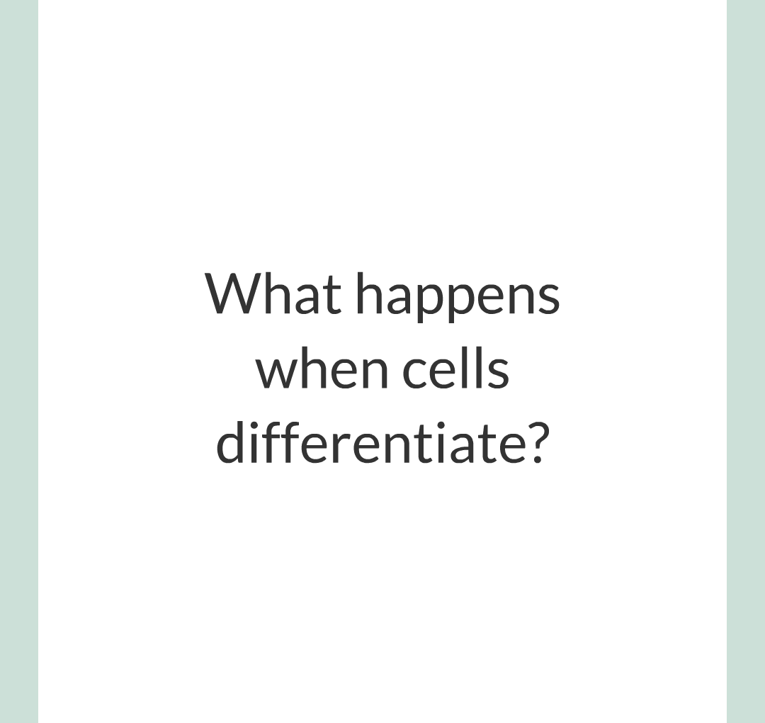 ../../../Biology/Biology Flashcards/0610 MC Questions from Key Cards/1 - Cell Biology/4 - Specialization and Differentiation/01.png