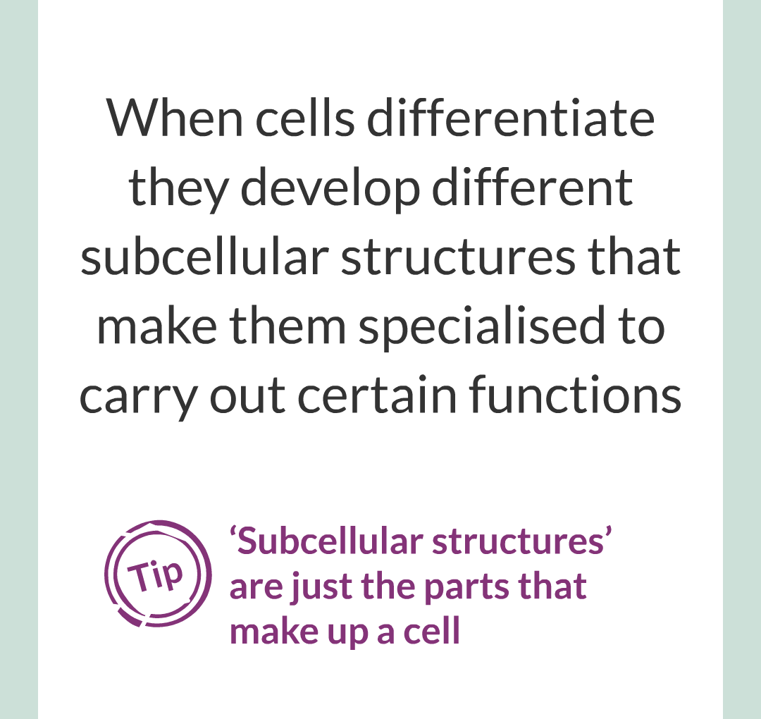 ../../../Biology/Biology Flashcards/0610 MC Questions from Key Cards/1 - Cell Biology/4 - Specialization and Differentiation/02.png