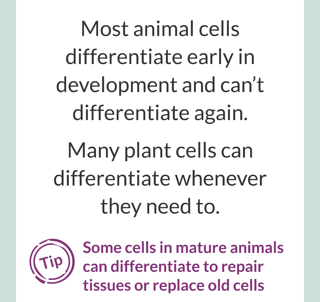 ../../../Biology/Biology Flashcards/0610 MC Questions from Key Cards/1 - Cell Biology/4 - Specialization and Differentiation/04.png
