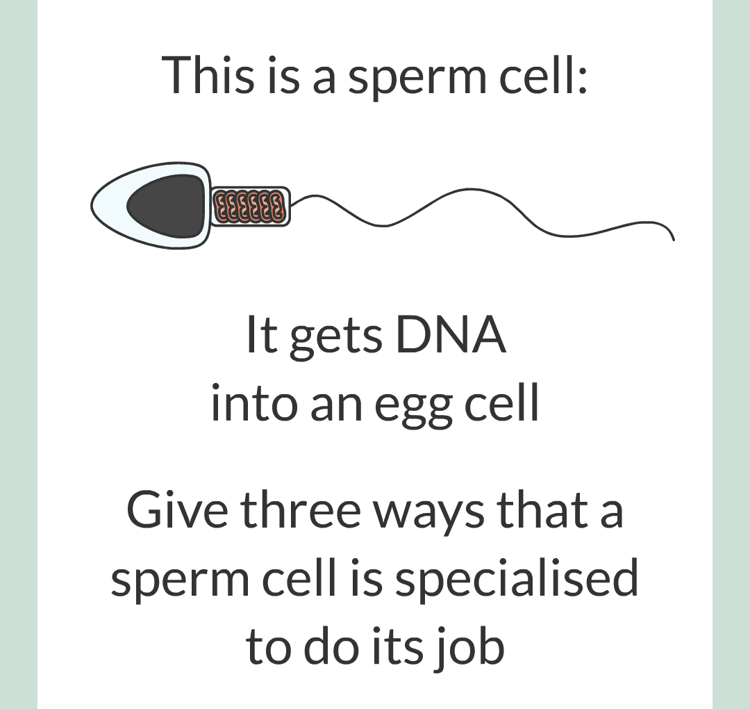 ../../../Biology/Biology Flashcards/0610 MC Questions from Key Cards/1 - Cell Biology/4 - Specialization and Differentiation/05.png