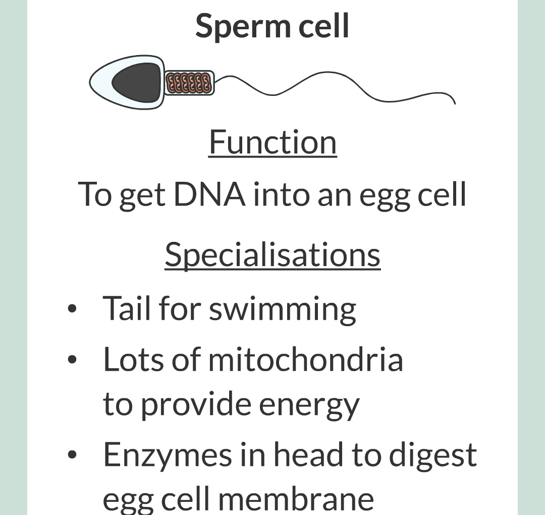 ../../../Biology/Biology Flashcards/0610 MC Questions from Key Cards/1 - Cell Biology/4 - Specialization and Differentiation/06.png