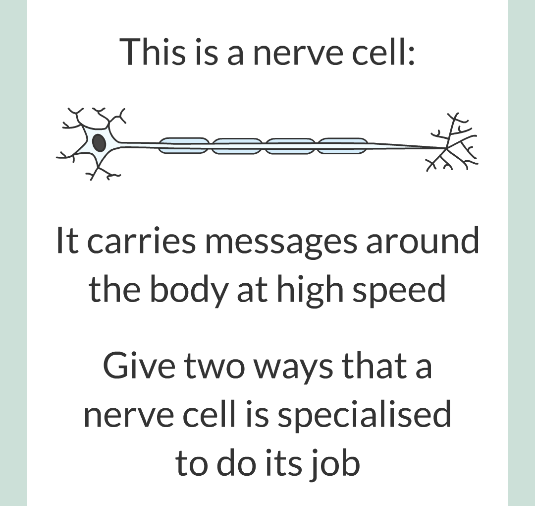 ../../../Biology/Biology Flashcards/0610 MC Questions from Key Cards/1 - Cell Biology/4 - Specialization and Differentiation/07.png
