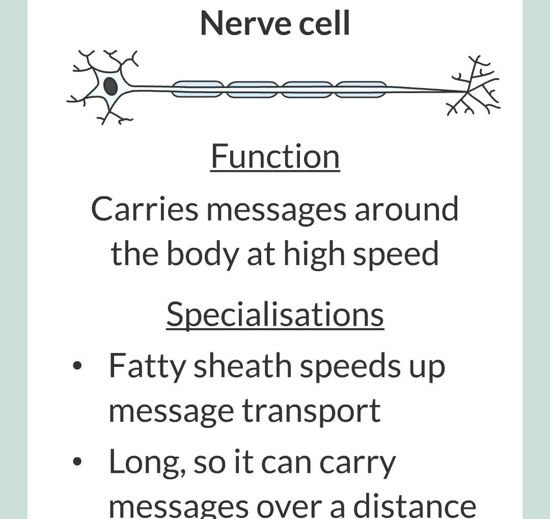 ../../../Biology/Biology Flashcards/0610 MC Questions from Key Cards/1 - Cell Biology/4 - Specialization and Differentiation/08.png