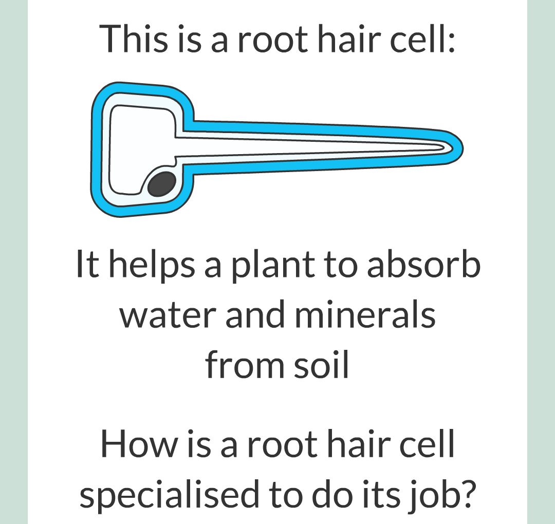 ../../../Biology/Biology Flashcards/0610 MC Questions from Key Cards/1 - Cell Biology/4 - Specialization and Differentiation/09.png