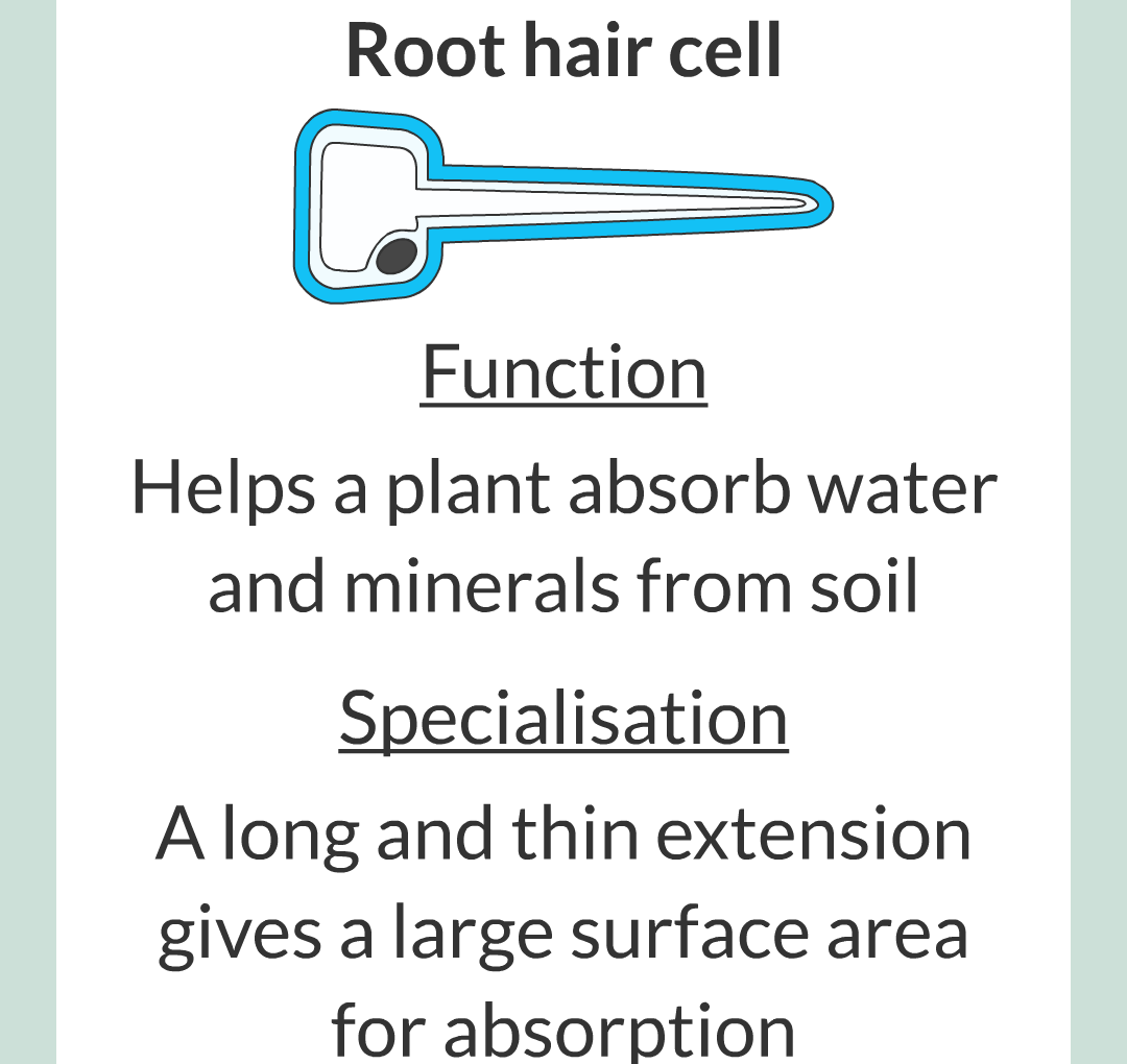 ../../../Biology/Biology Flashcards/0610 MC Questions from Key Cards/1 - Cell Biology/4 - Specialization and Differentiation/10.png