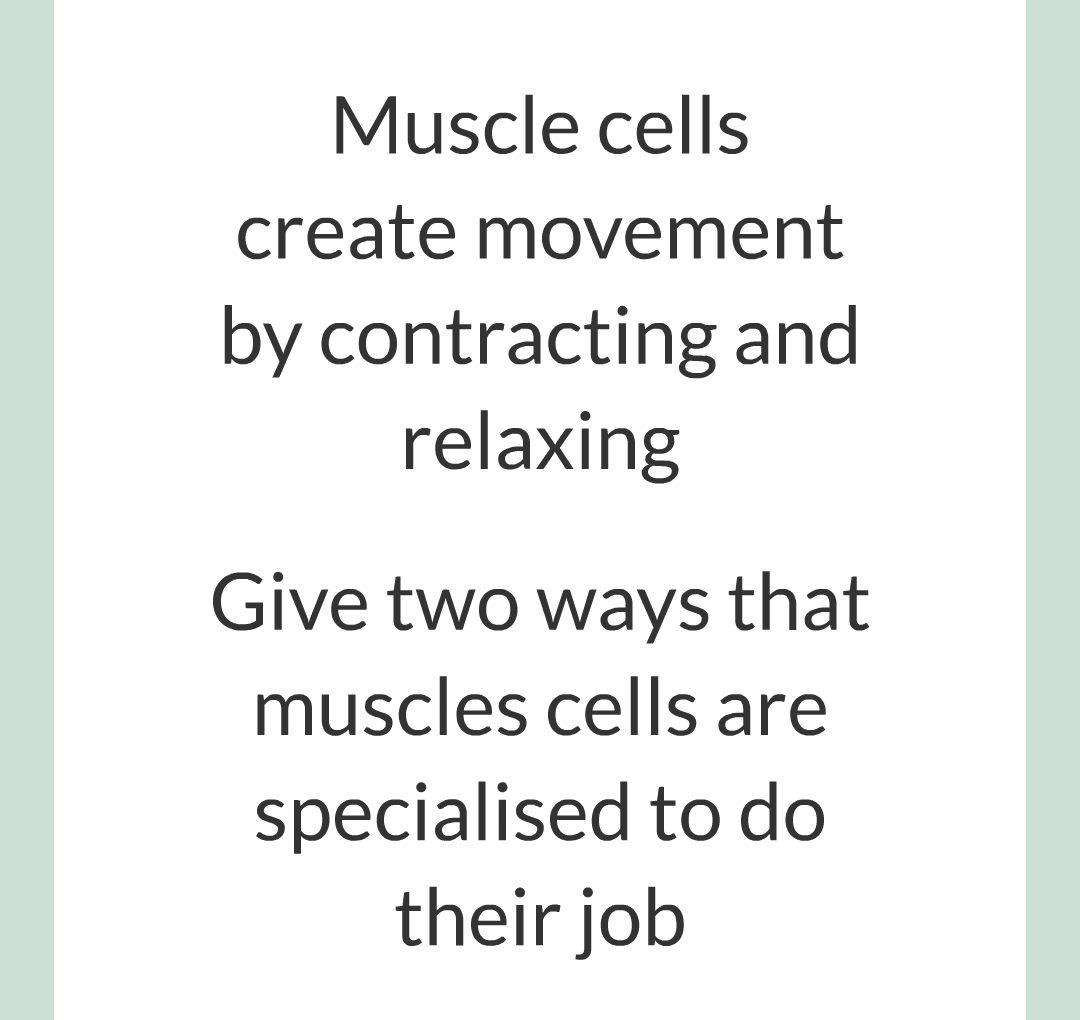 ../../../Biology/Biology Flashcards/0610 MC Questions from Key Cards/1 - Cell Biology/4 - Specialization and Differentiation/11.png