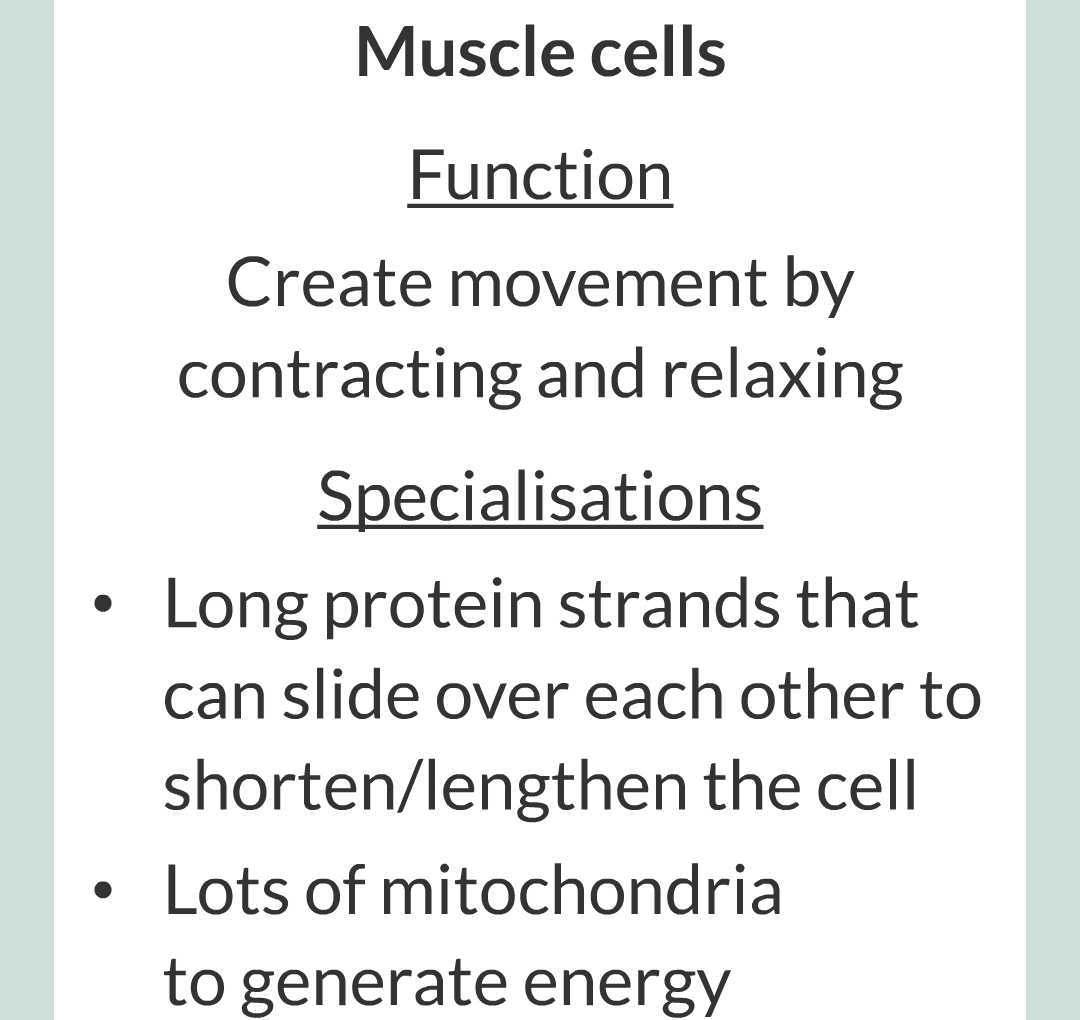 ../../../Biology/Biology Flashcards/0610 MC Questions from Key Cards/1 - Cell Biology/4 - Specialization and Differentiation/12.png