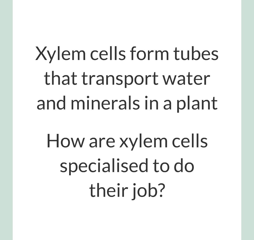 ../../../Biology/Biology Flashcards/0610 MC Questions from Key Cards/1 - Cell Biology/4 - Specialization and Differentiation/13.png