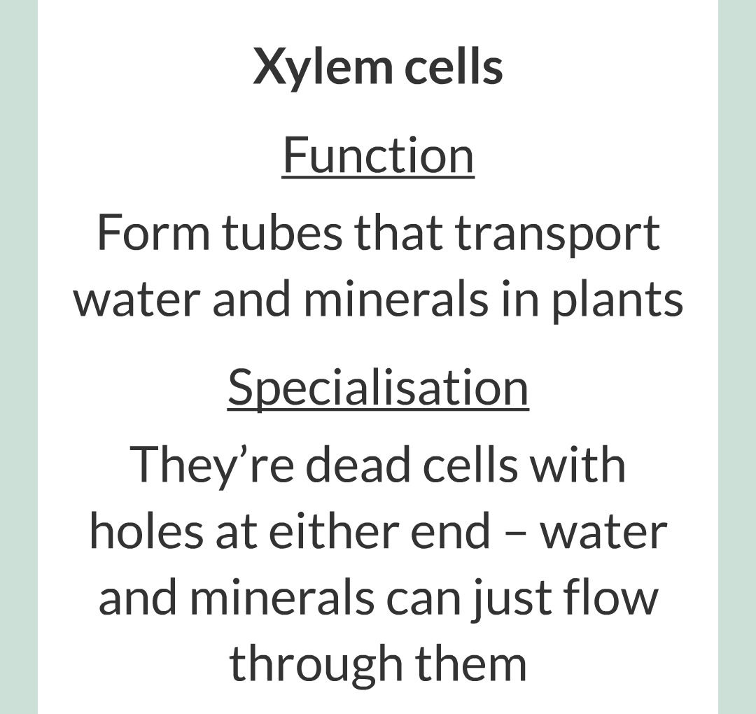 ../../../Biology/Biology Flashcards/0610 MC Questions from Key Cards/1 - Cell Biology/4 - Specialization and Differentiation/14.png