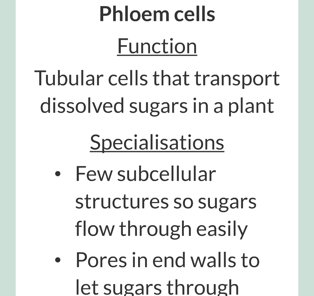../../../Biology/Biology Flashcards/0610 MC Questions from Key Cards/1 - Cell Biology/4 - Specialization and Differentiation/16.png