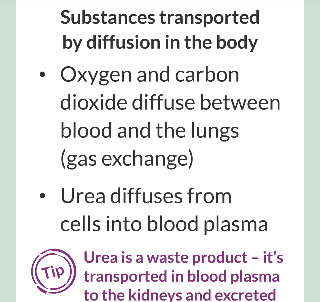 ../../../Biology/Biology Flashcards/0610 MC Questions from Key Cards/1 - Cell Biology/5 - Diffusion, Osmosis and Active Transport/10.png