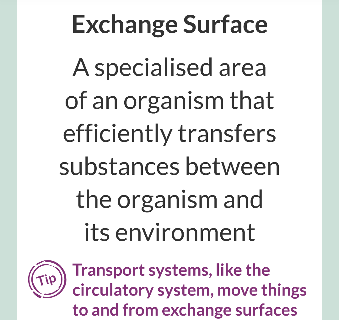 ../../../Biology/Biology Flashcards/0610 MC Questions from Key Cards/1 - Cell Biology/6 - Exchanging Substances/04.png