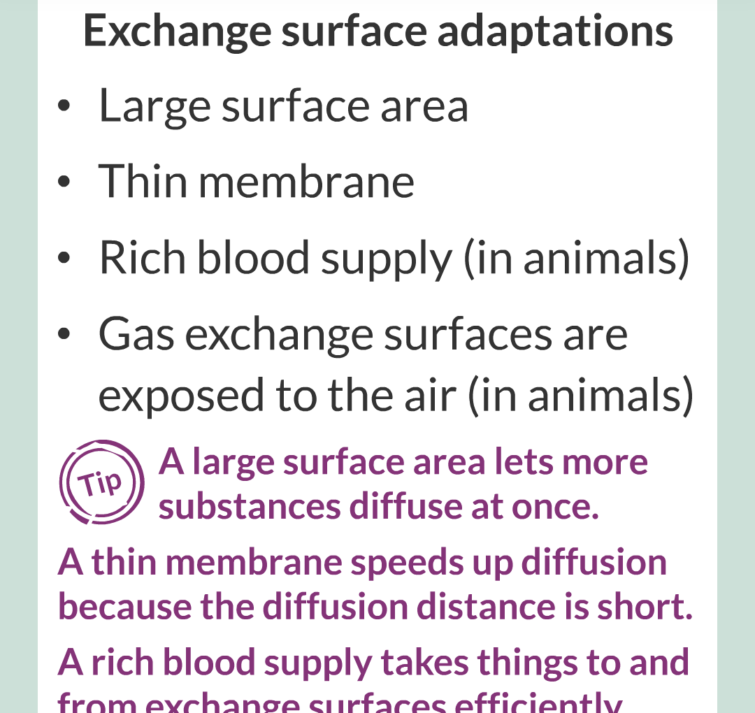 ../../../Biology/Biology Flashcards/0610 MC Questions from Key Cards/1 - Cell Biology/6 - Exchanging Substances/10.png