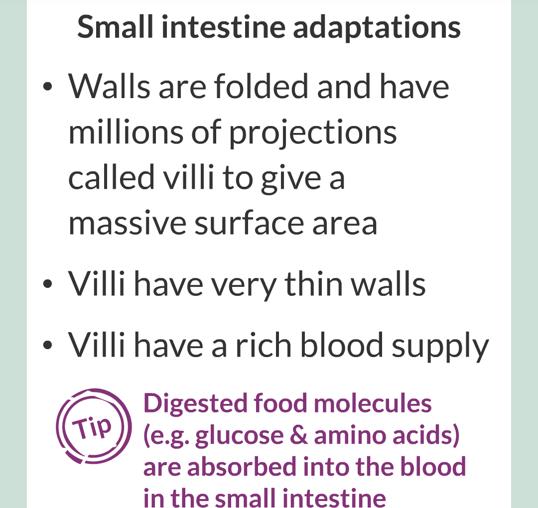 ../../../Biology/Biology Flashcards/0610 MC Questions from Key Cards/1 - Cell Biology/6 - Exchanging Substances/12.png