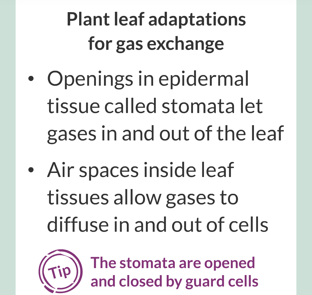 ../../../Biology/Biology Flashcards/0610 MC Questions from Key Cards/1 - Cell Biology/6 - Exchanging Substances/16.png