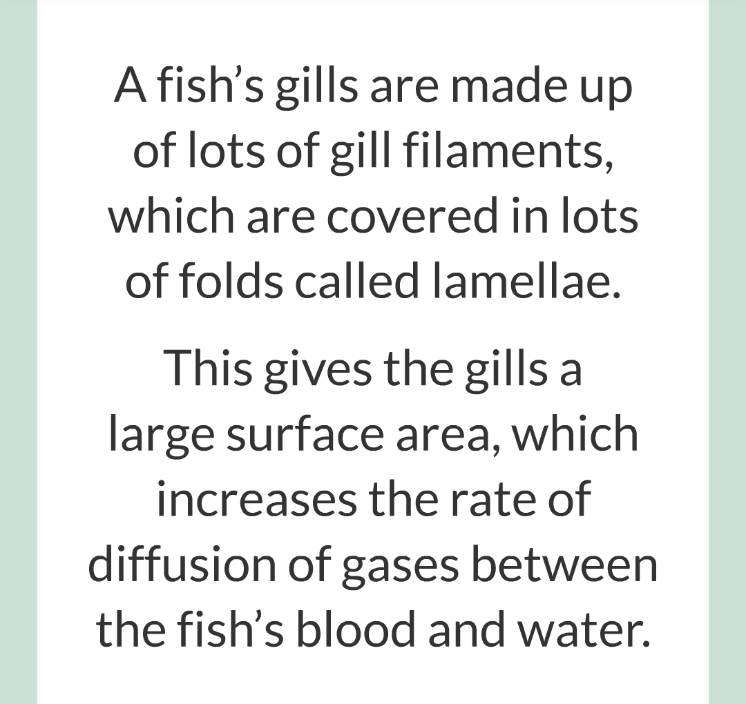 ../../../Biology/Biology Flashcards/0610 MC Questions from Key Cards/1 - Cell Biology/6 - Exchanging Substances/18.png