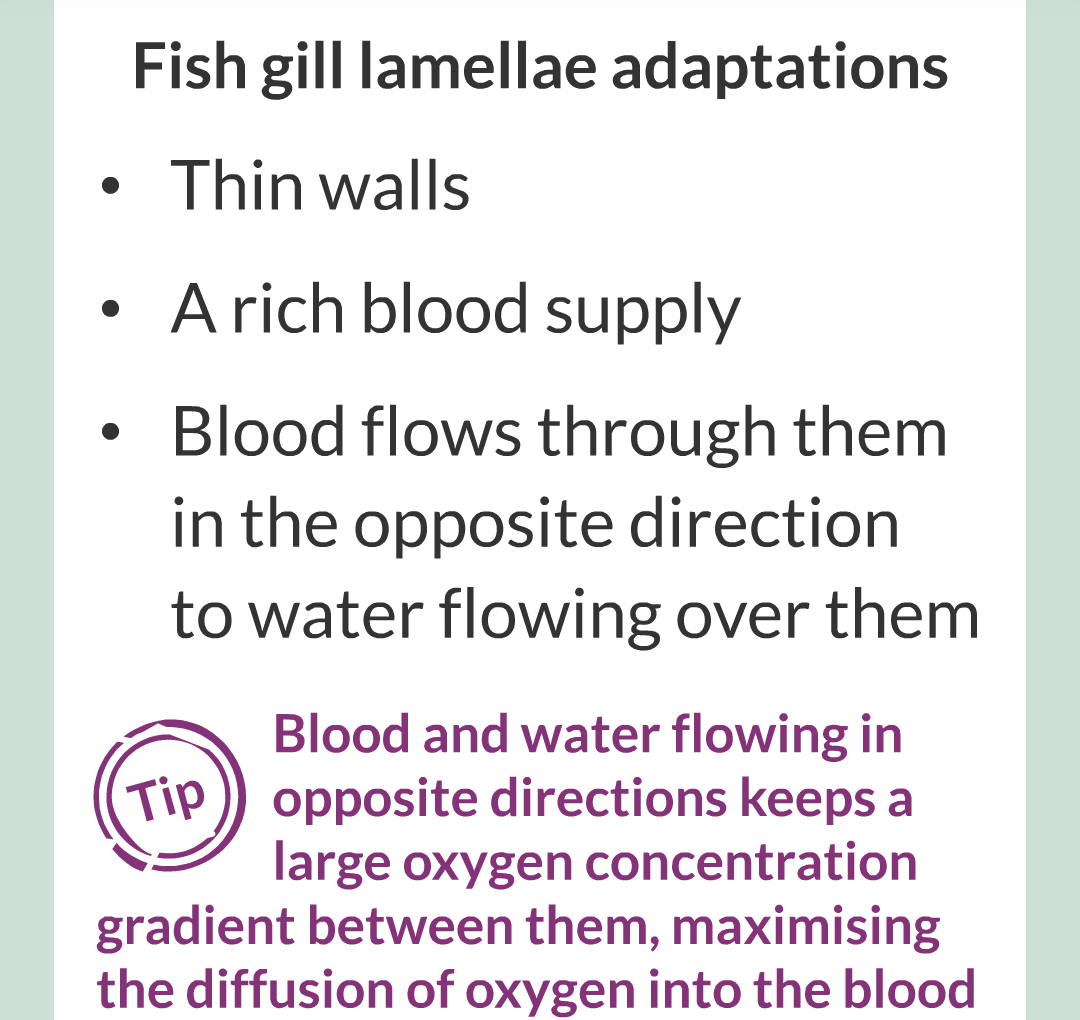 ../../../Biology/Biology Flashcards/0610 MC Questions from Key Cards/1 - Cell Biology/6 - Exchanging Substances/20.png