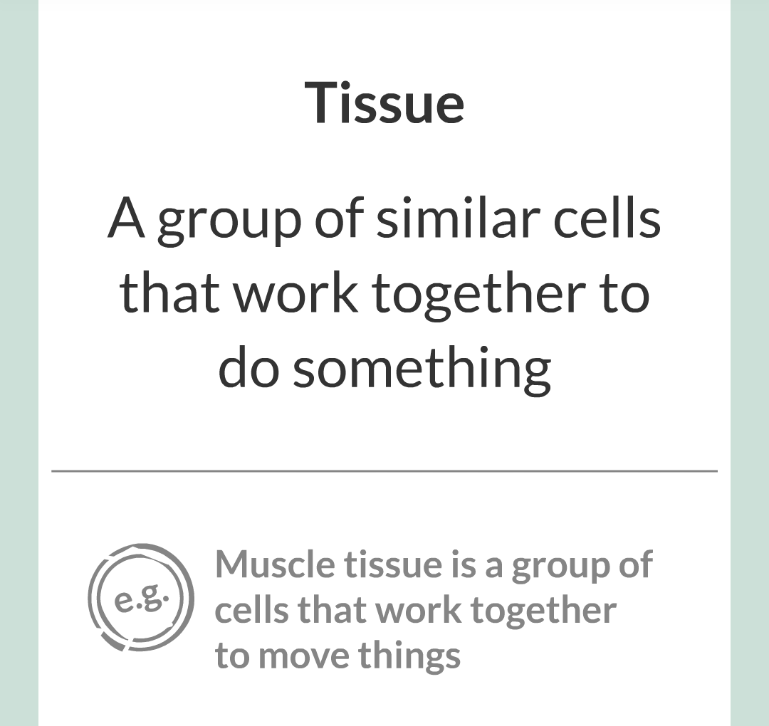 ../../../Biology/Biology Flashcards/0610 MC Questions from Key Cards/2 - Organization/1 - Principles of Organization/02.png