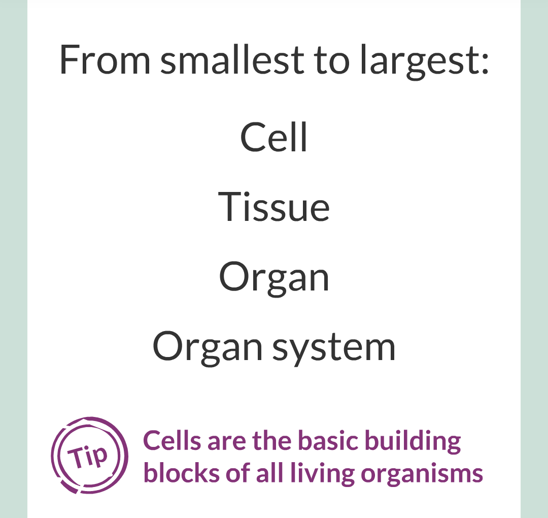 ../../../Biology/Biology Flashcards/0610 MC Questions from Key Cards/2 - Organization/1 - Principles of Organization/08.png