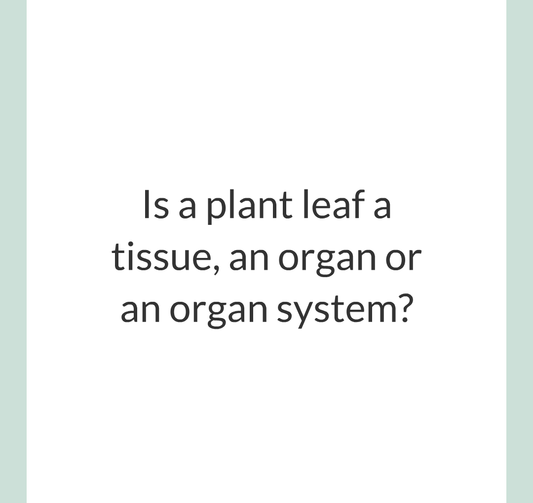 ../../../Biology/Biology Flashcards/0610 MC Questions from Key Cards/2 - Organization/11 - Plant Leaves and Tissues/01.png