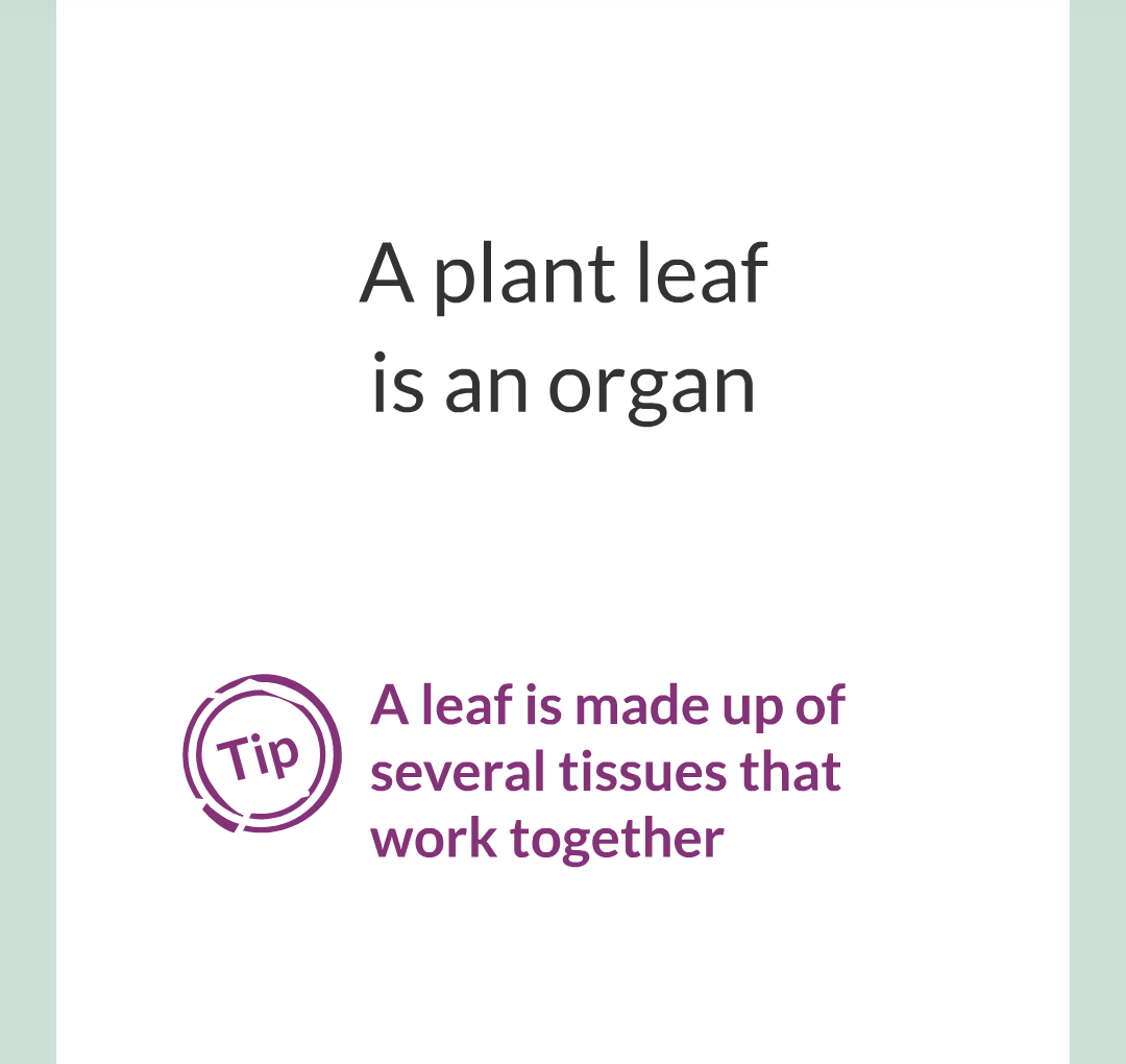 ../../../Biology/Biology Flashcards/0610 MC Questions from Key Cards/2 - Organization/11 - Plant Leaves and Tissues/02.png