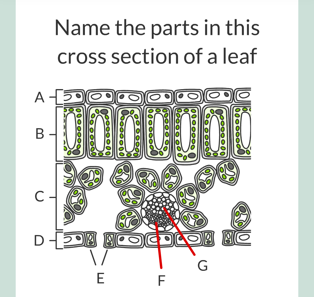 ../../../Biology/Biology Flashcards/0610 MC Questions from Key Cards/2 - Organization/11 - Plant Leaves and Tissues/03.png