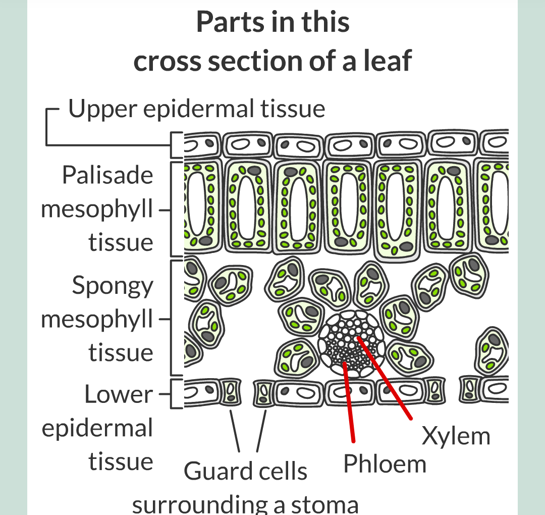 ../../../Biology/Biology Flashcards/0610 MC Questions from Key Cards/2 - Organization/11 - Plant Leaves and Tissues/04.png
