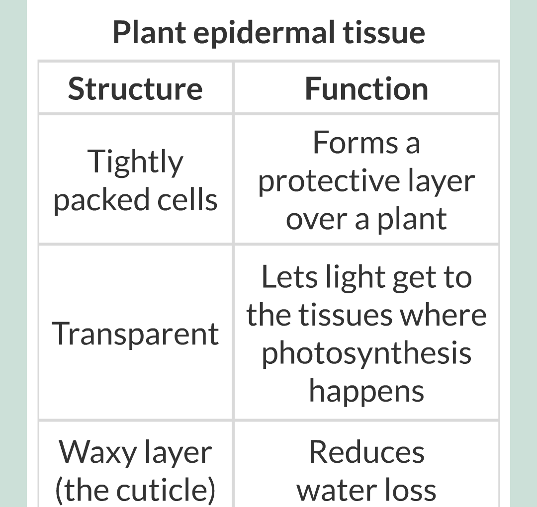 ../../../Biology/Biology Flashcards/0610 MC Questions from Key Cards/2 - Organization/11 - Plant Leaves and Tissues/06.png