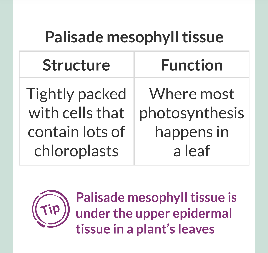 ../../../Biology/Biology Flashcards/0610 MC Questions from Key Cards/2 - Organization/11 - Plant Leaves and Tissues/08.png