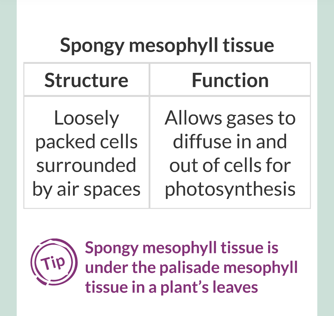 ../../../Biology/Biology Flashcards/0610 MC Questions from Key Cards/2 - Organization/11 - Plant Leaves and Tissues/10.png